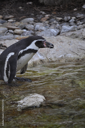 Penguin bird animal