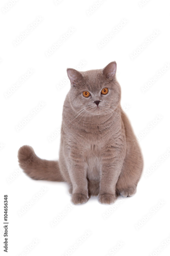 Scottish Straight Purebred cat