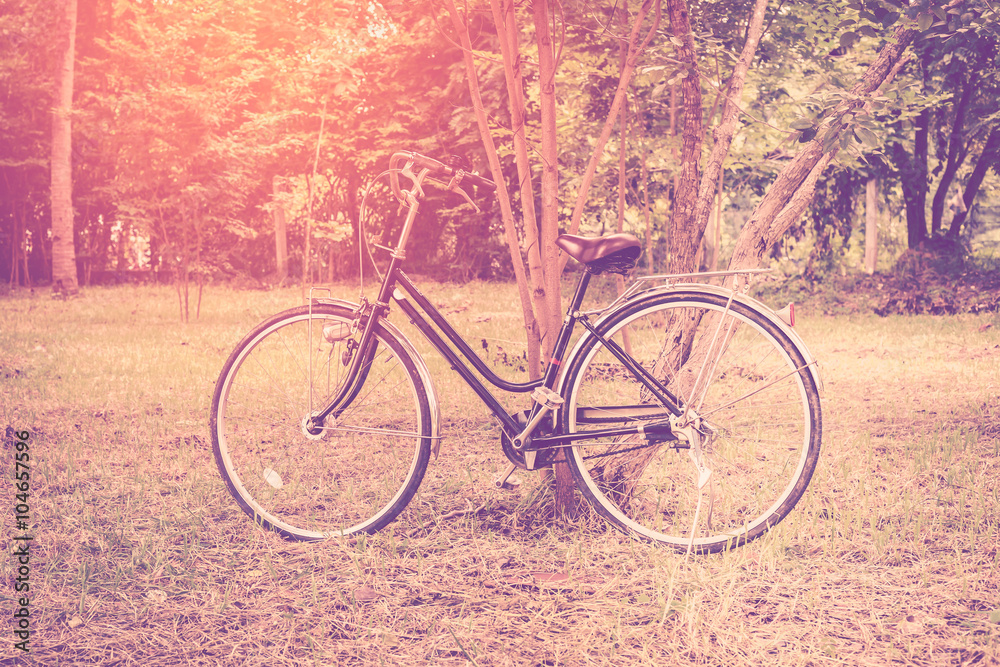 Fototapeta premium Vintage bicycle in garden with sunlight.