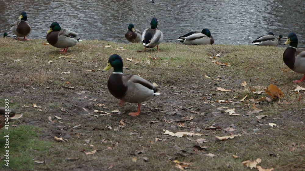 Ducks walking in autumn Park on a background of the lake. Ducks walking in autumn Park on a background of the lake.