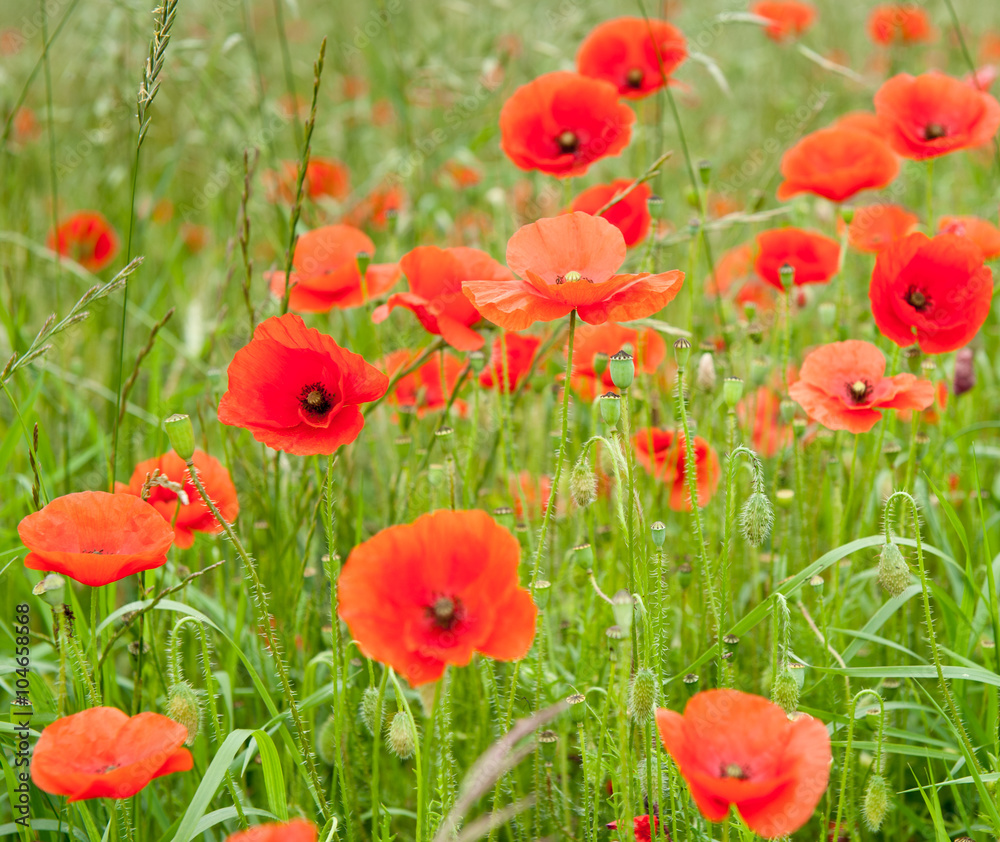 Fototapeta premium poppy field 