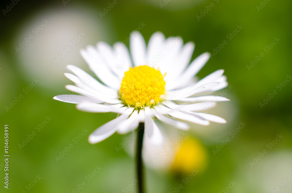 Beautiful Spring Blossomed Daisy Flower with White and Yellow
Beautiful Spring Blossomed Daisy Flower with White and Yellow