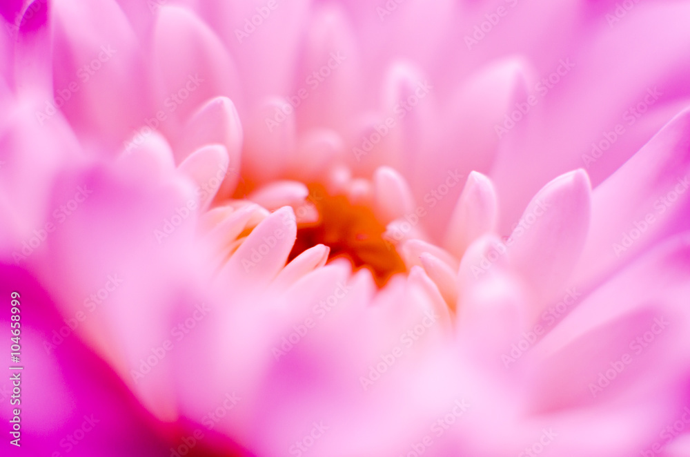 Fototapeta premium Dreamy Pink Flower Bloom 