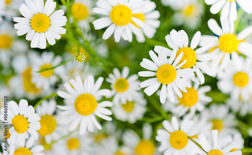 Fototapeta premium daisies background