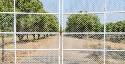 White metal gate and mango fruit farm view in background