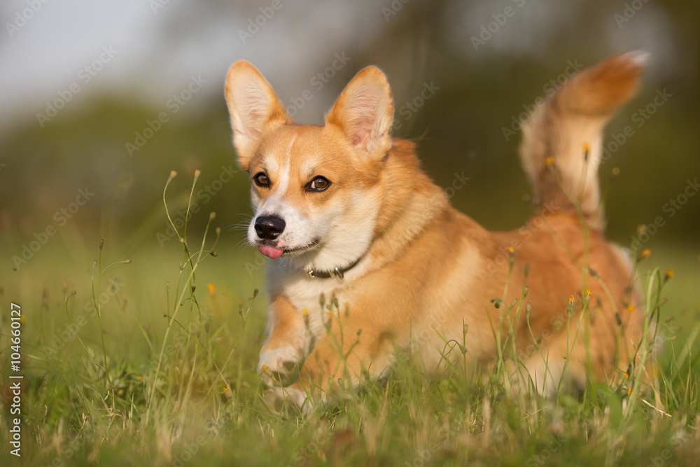 Welsh corgi dog