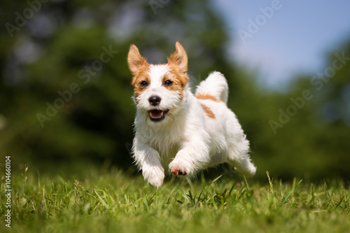 Jack Russell Terrier dog outdoors on grass © Mikkel Bigandt
