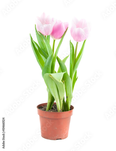 tulip pot