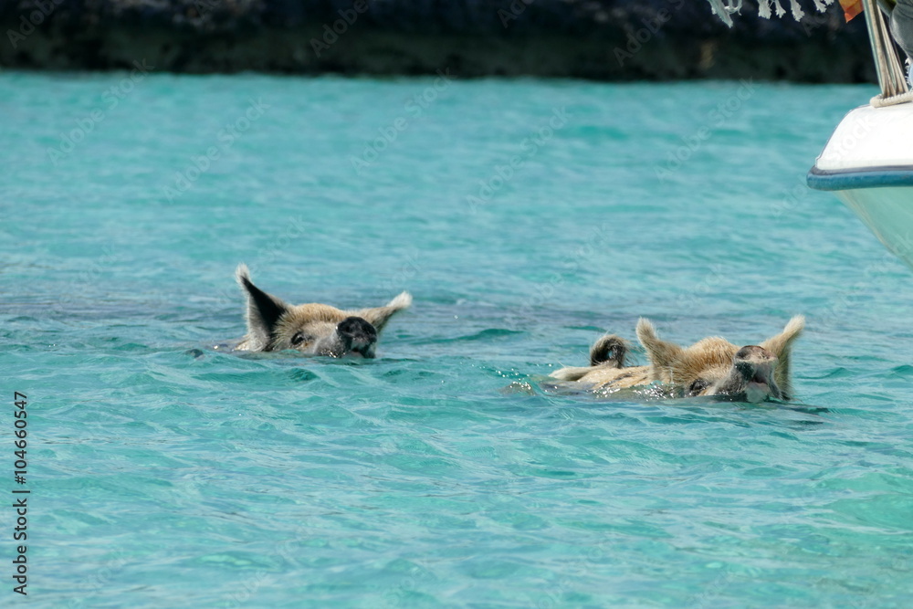 Fototapeta premium Swimming Pigs, bahamas