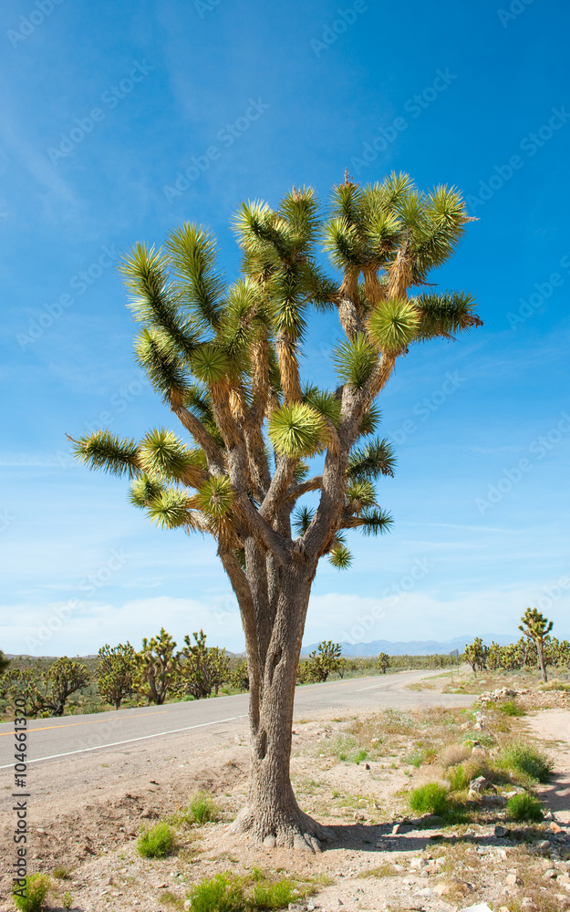 Joshua Tree, Arizona, USA Joshua Tree, Arizona, USA