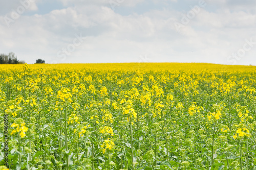 Yellow rapeseed field © E.O.