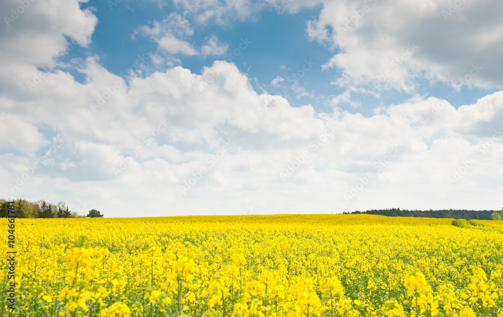 Yellow rapeseed field in sunny spring day 