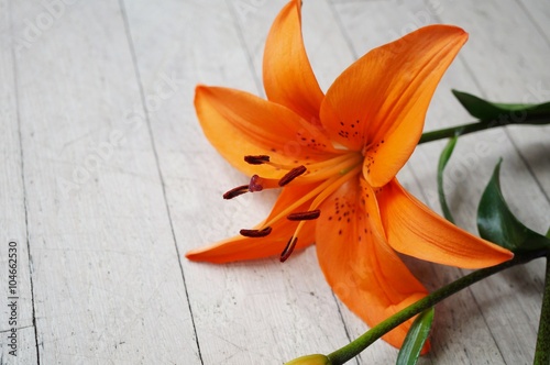 Fototapeta Naklejka Na Ścianę i Meble -  Orange Asiatic lily flower bloom with anthers and pollen