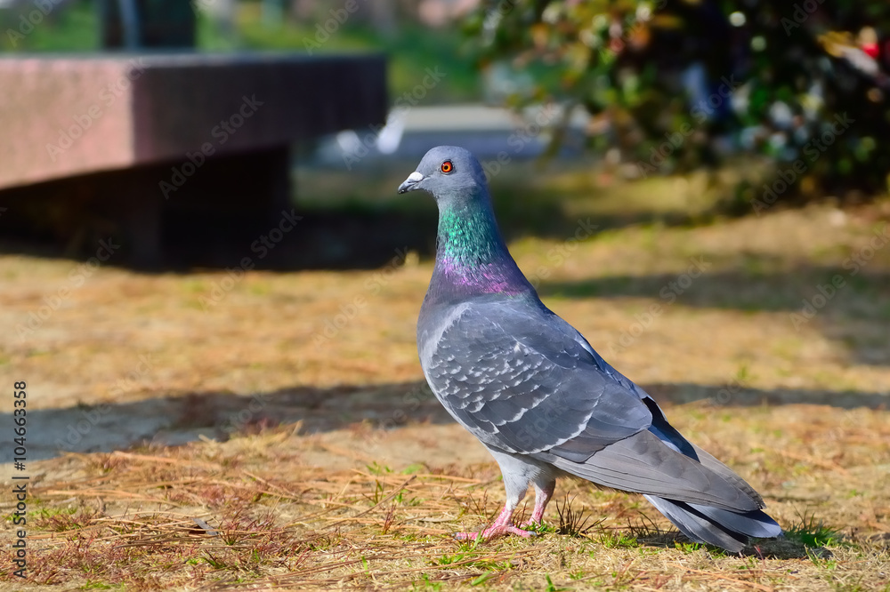 Obraz premium ハト