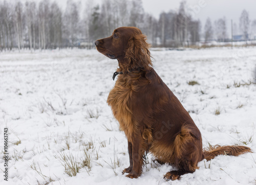 brown dog in winter