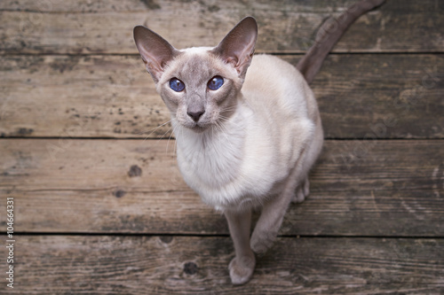 Oriental cat photo