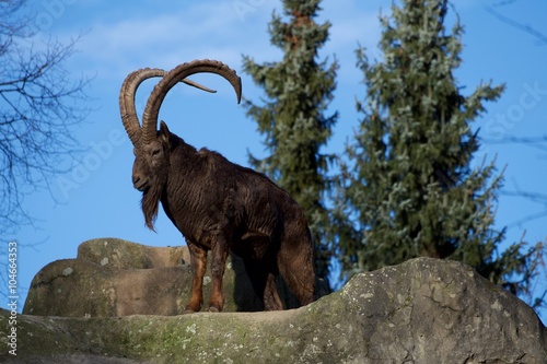 Steinbock