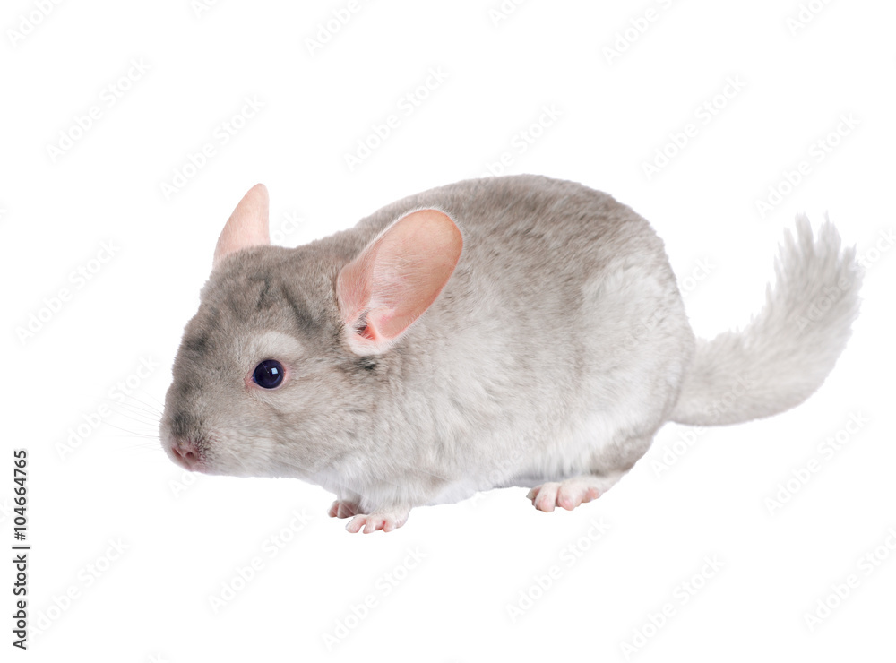 Thoroughbred chinchilla beige. Isolated. A series of images. Stock Photo |  Adobe Stock
