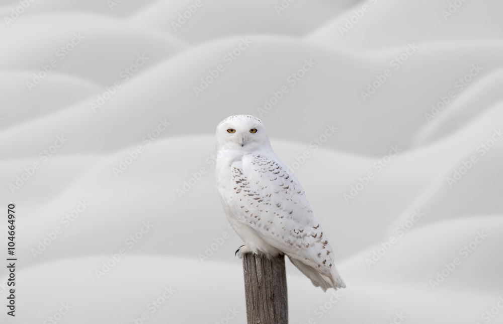Fototapeta premium Snowy Owl on Fence Post