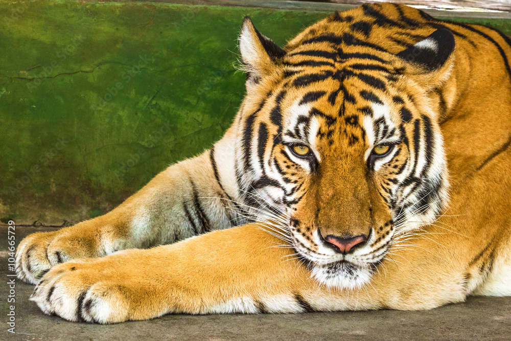 Close up of a big tiger outdoor in Thailand, Asia. Close up of a big tiger outdoor in Thailand, Asia.