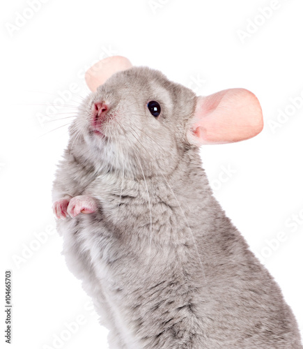 Beige chinchilla isolated on white background. series of images. photo