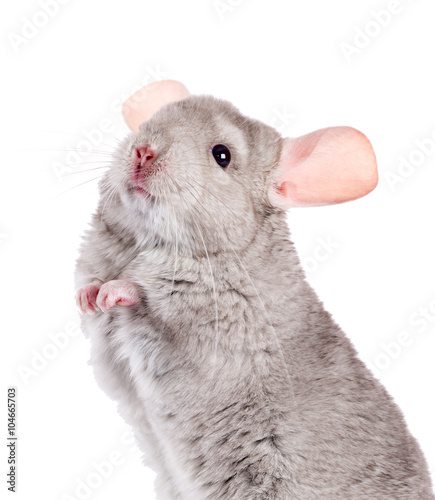Beige chinchilla isolated on white background. series of images.