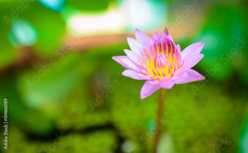 pink beautiful lotus