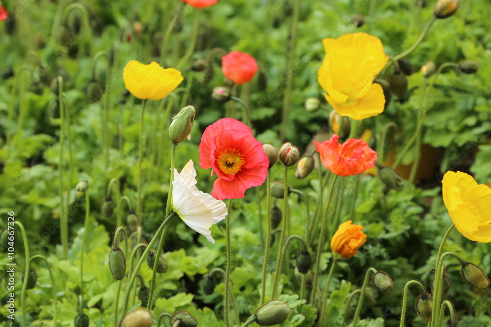Frankreich, Frühling, Blumen, Mohnblumen Frankreich, Frühling, Blumen, Mohnblumen