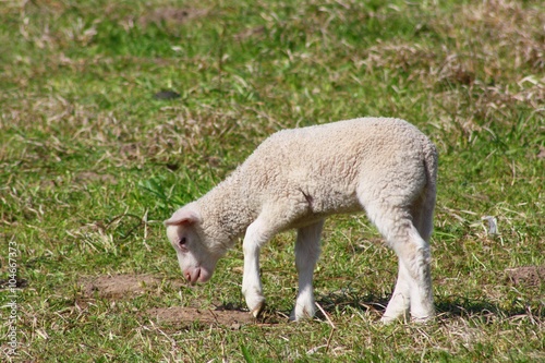 Newborn Lamb on Pasture