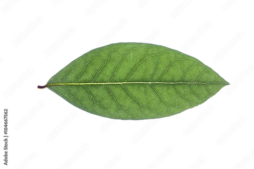 Fototapeta premium macro green leaf isolated on white background, Laurel