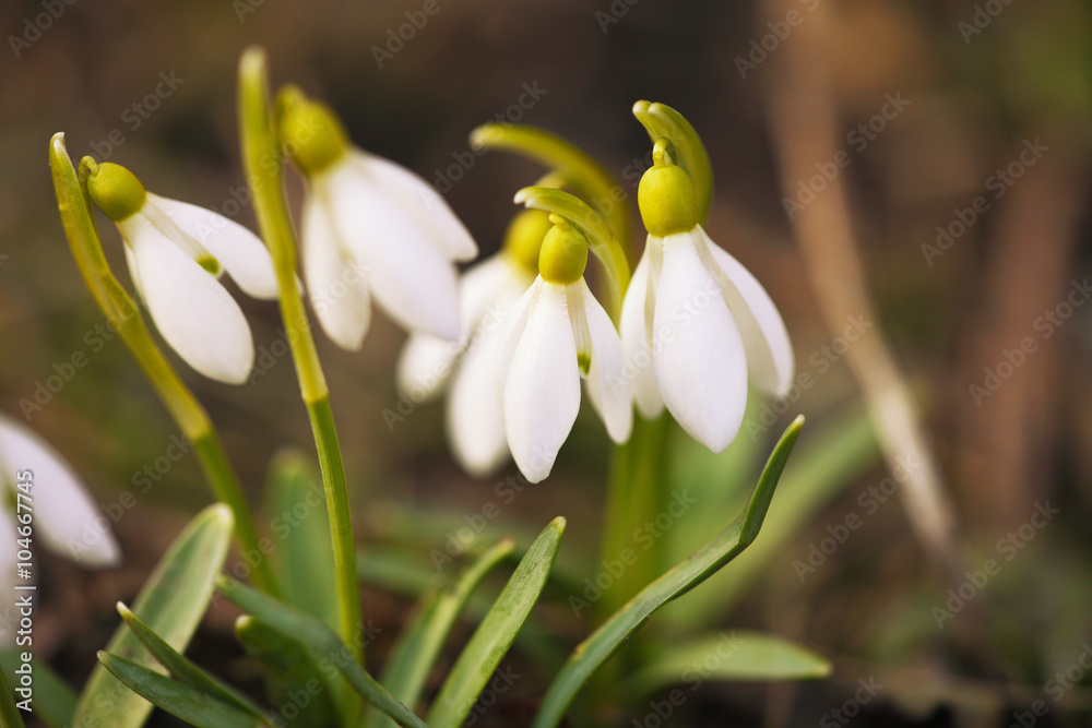 Spring snowdrop flowers blooming in sunny day Spring snowdrop flowers blooming in sunny day