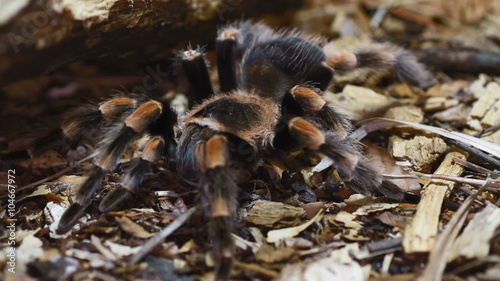 Mexican Redknee Tarantula Brachypelma smithi
 photo