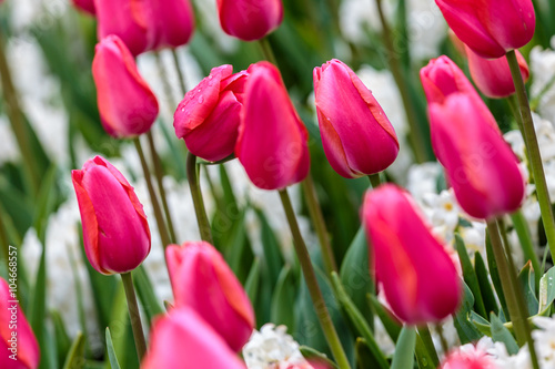 Pink tulips flowerbed with white hyacinth