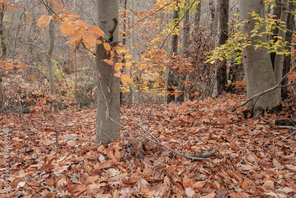 Beech trees stand in the forest surrounded by Autumns fallen colorful leaves