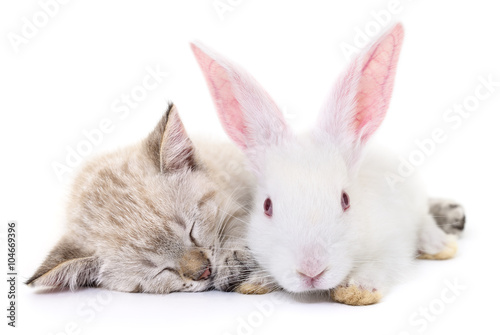 kitten playing with rabbit