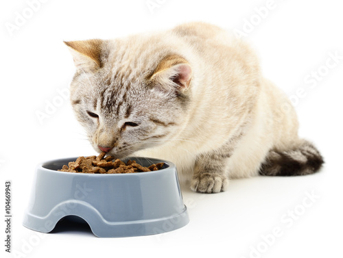 Canvas Print Cat eating dry food.
