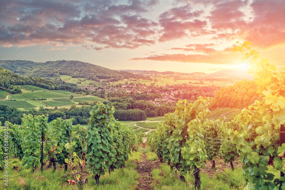Panorama of Burgundy vineyards . France