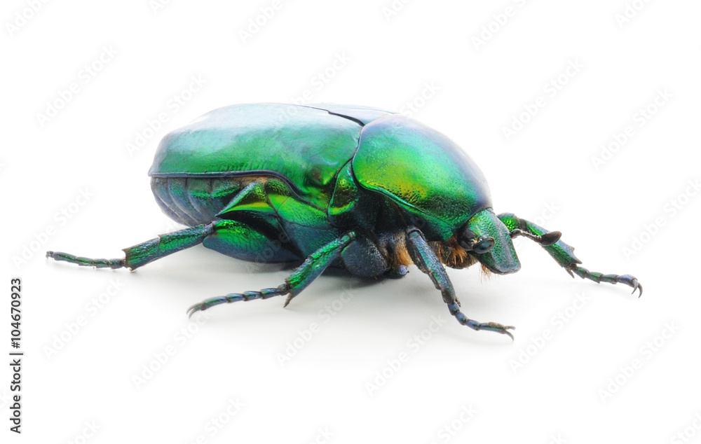Green beetle on white.