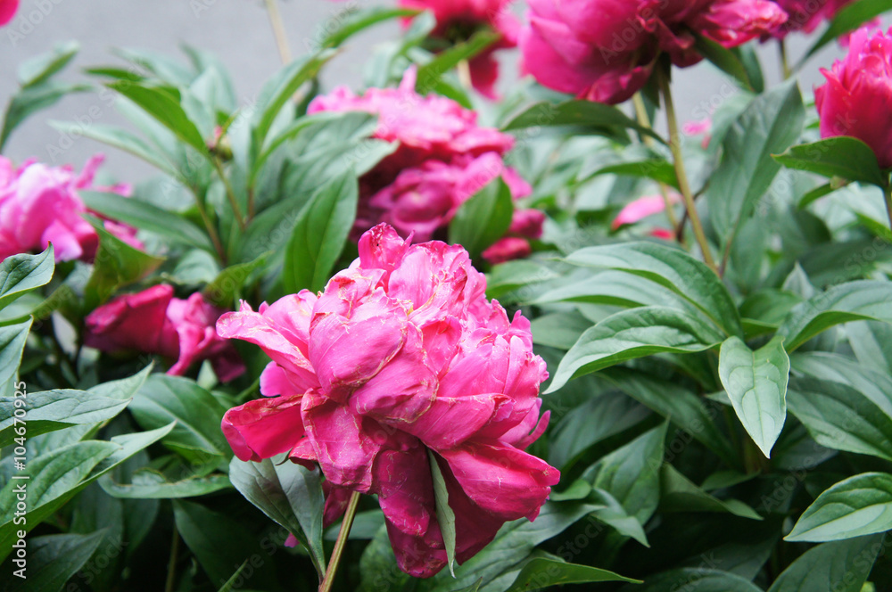 crimson peonies in garden 