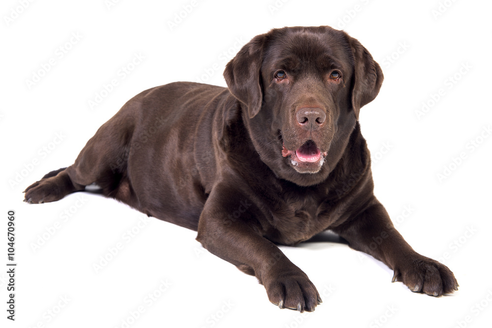 Labrador