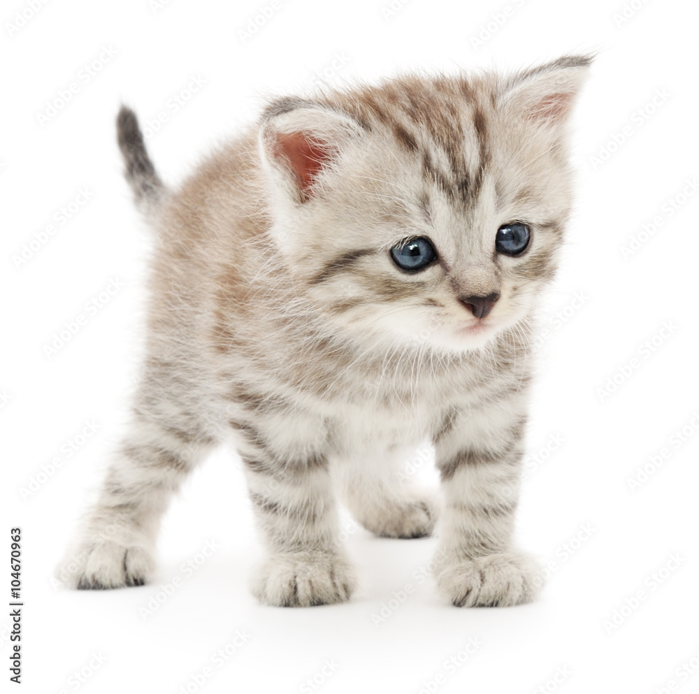 Kitten on a white background