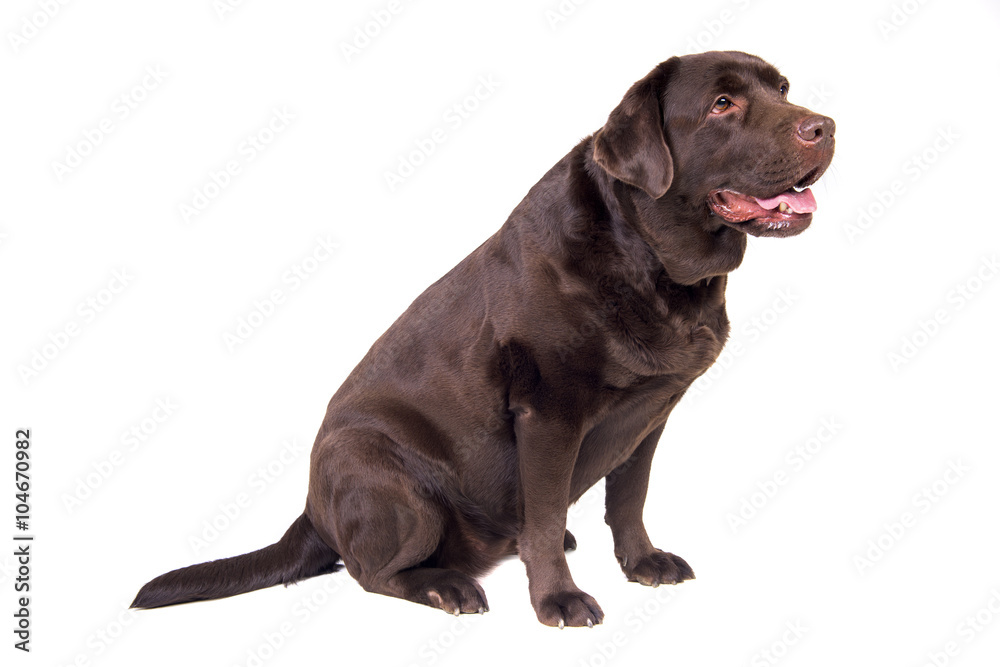 Labrador