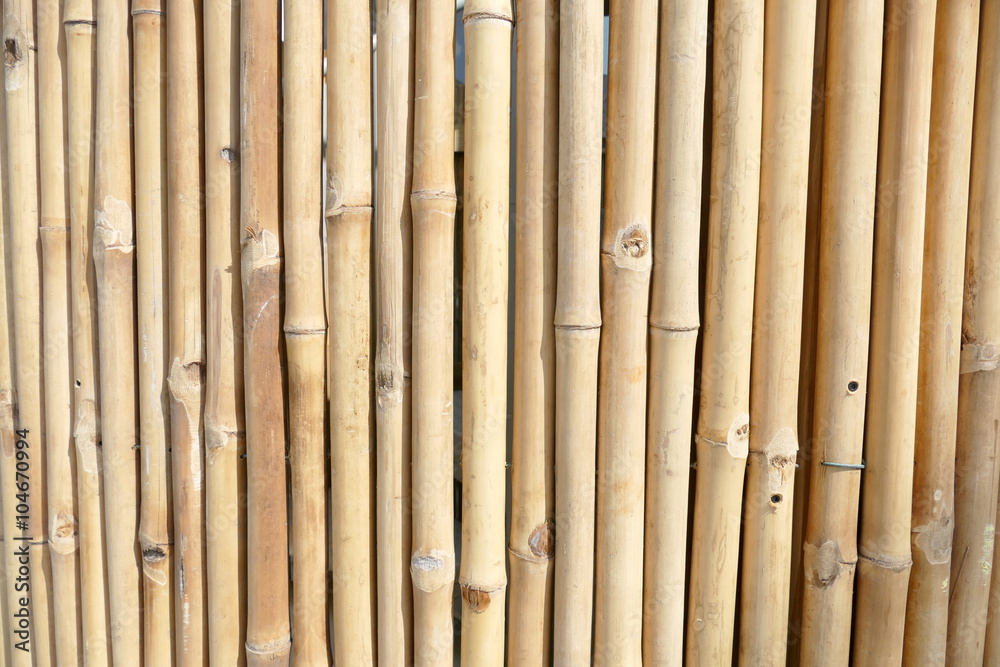 Fototapeta premium Schilfrohr