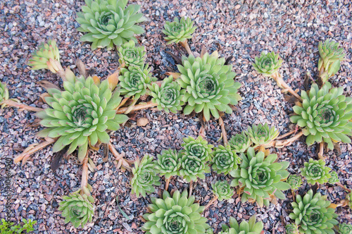 Sempervivum succulent on ground photo
