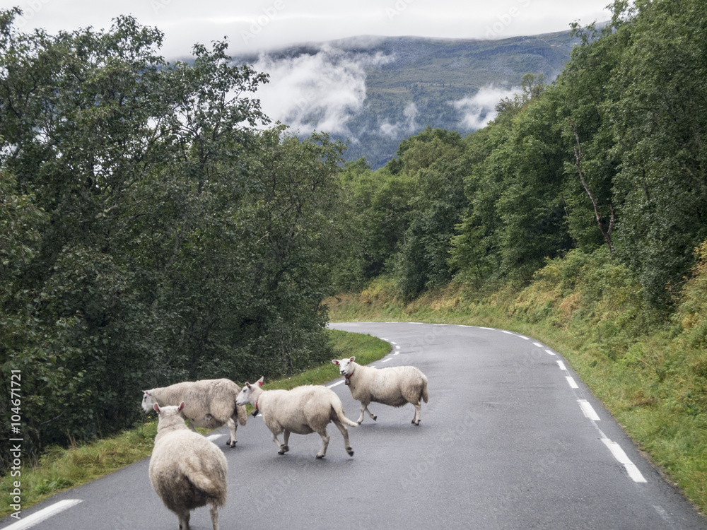 Obraz premium Schafe auf der Strasse/Schafe im Fjell auf der Strasse