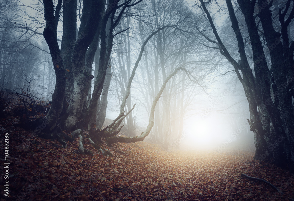 Fototapeta premium Straszny tajemniczy las we mgle jesienią. Magiczne drzewa