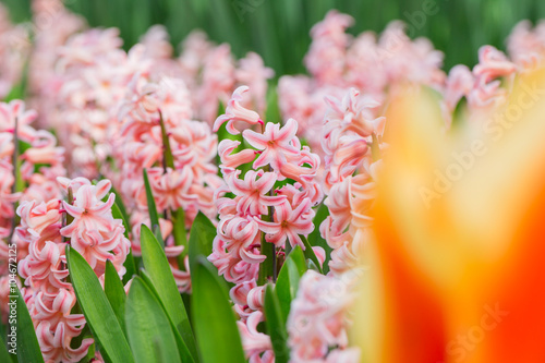 Colored hyacinths grow in t...