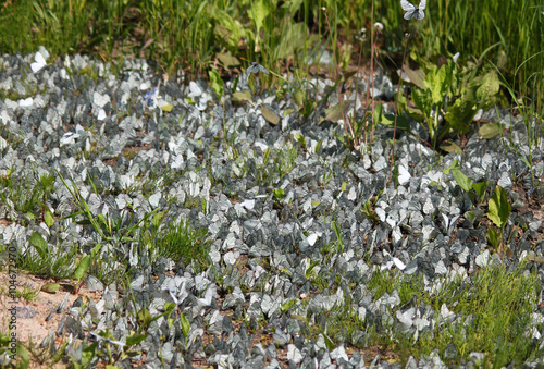 Many white butterflies in a green grass photo