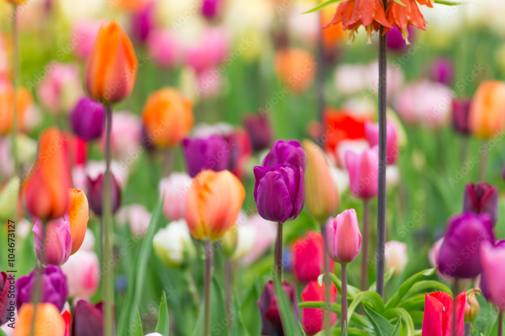 Beautiful colorful tulips, close-up.