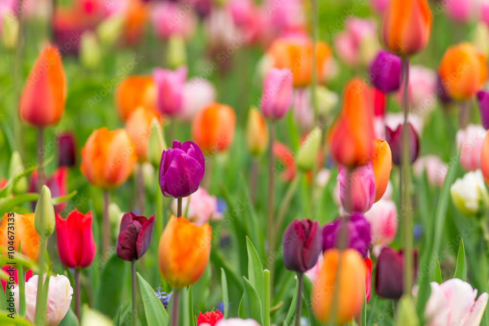 Beautiful colorful tulips, close-up.